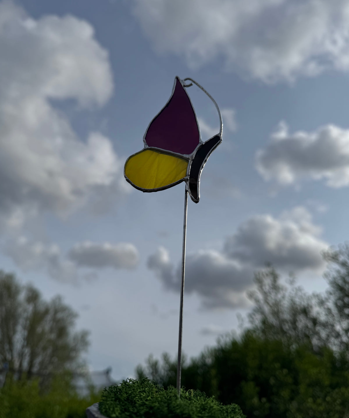 Plantensteker vlinder- verschillende kleuren