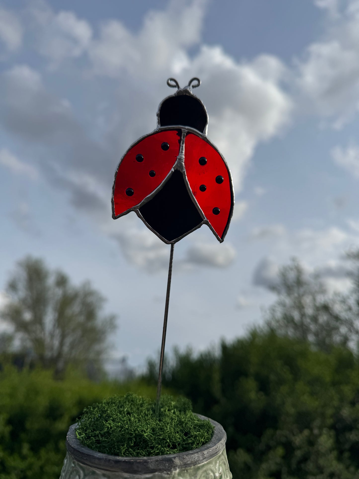 Plantensteker lieveheersbeestje