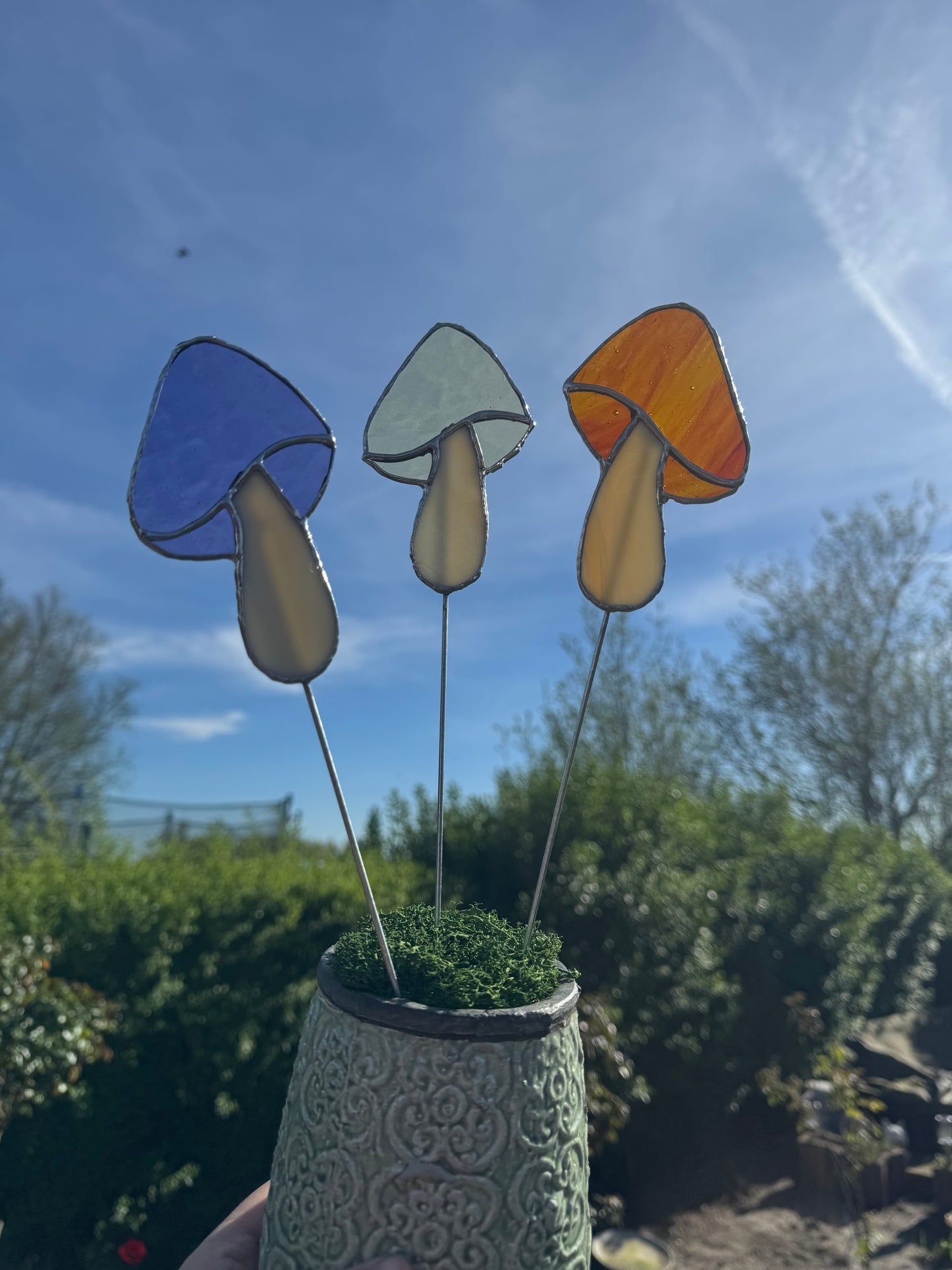 Plantensteker paddenstoel - verschillende kleuren