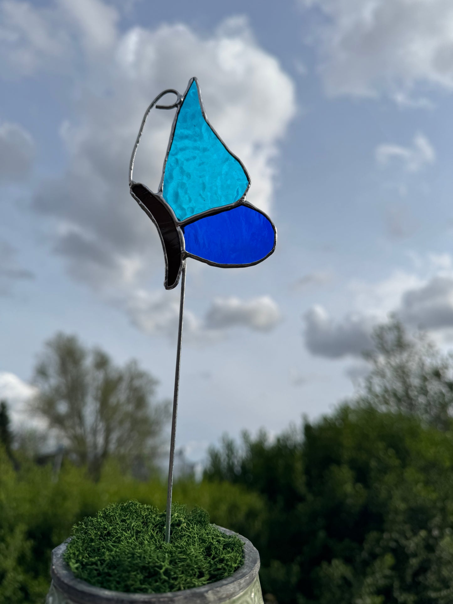 Plantensteker vlinder- verschillende kleuren