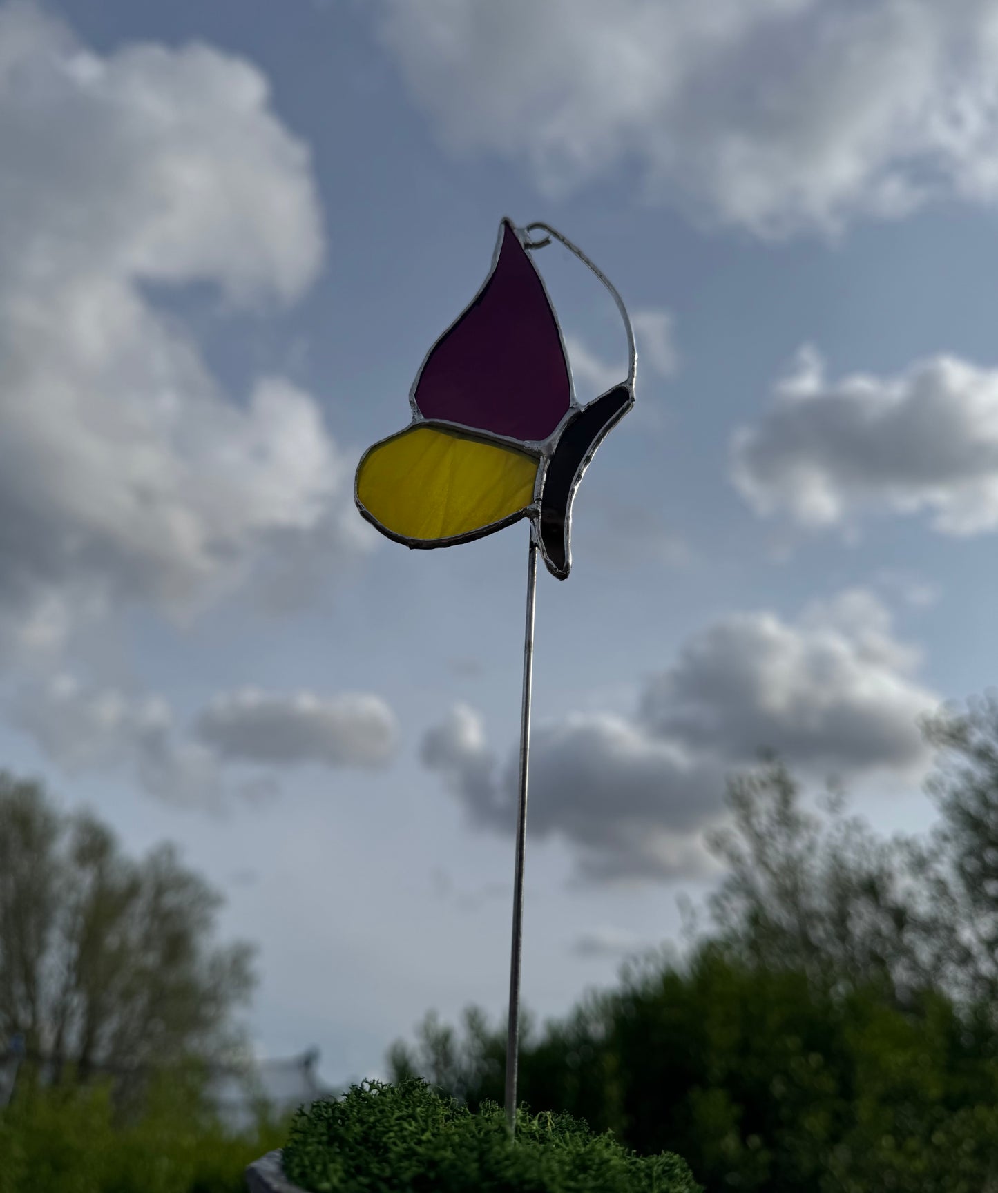 Plantensteker vlinder- verschillende kleuren