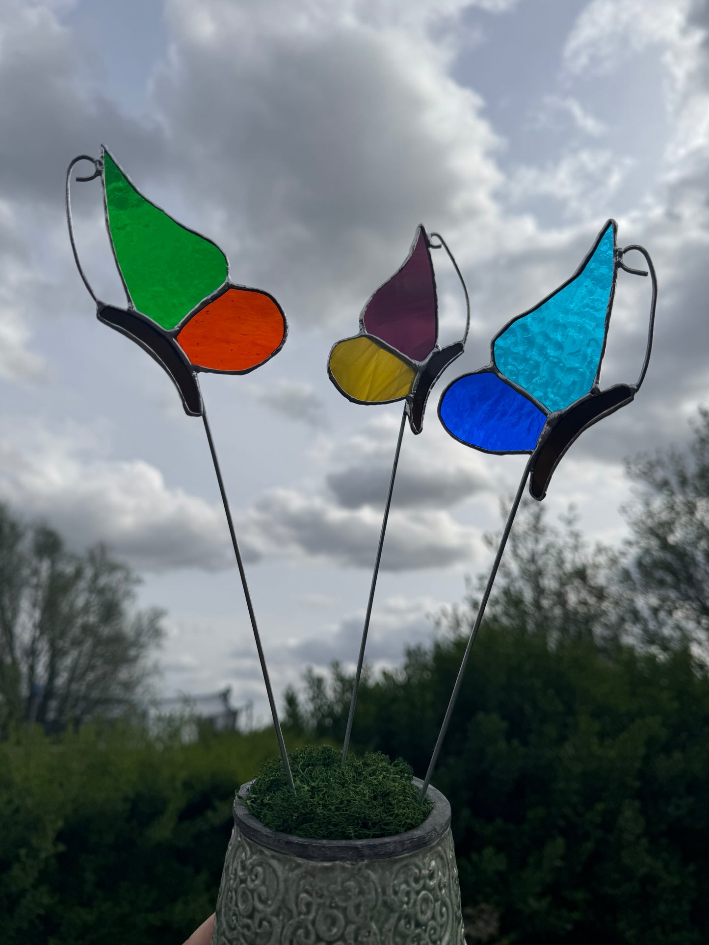Plantensteker vlinder- verschillende kleuren